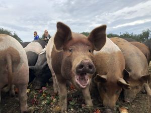 2019 Member Picnic at 3 Sisters Farm