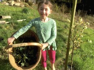 Nettles harvest