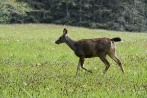 Deer at Del Fairfax Preserve