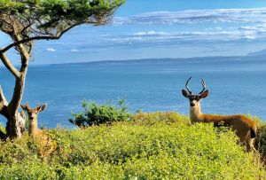 Deer Admiralty Bay