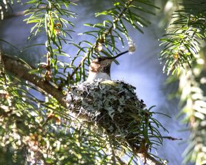 Hummingbird