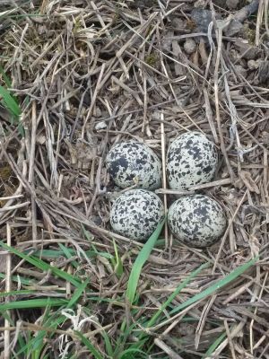 Killdeer Eggs