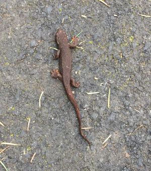 Newt