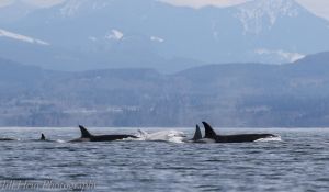 Orcas by Jill Hein