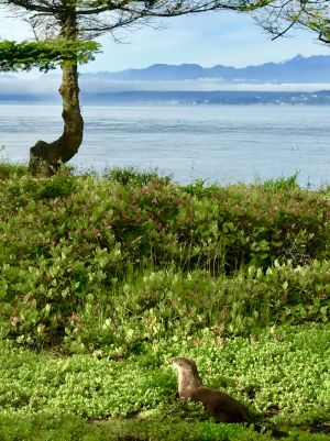 River Otter