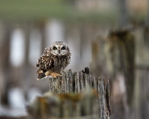 Short-eared Owl