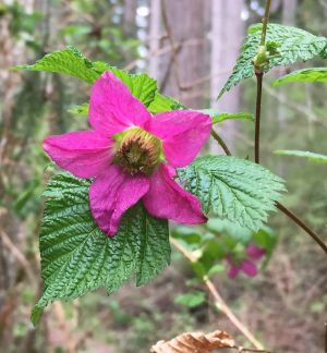 Salmonberry