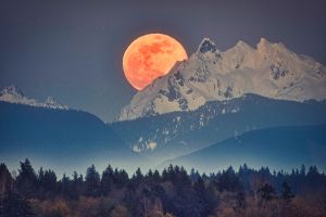 Pink Moon