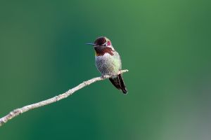 Hummingbird at Dugualla Bay