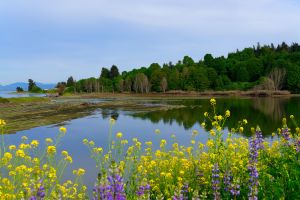 Dugualla Bay Preserve