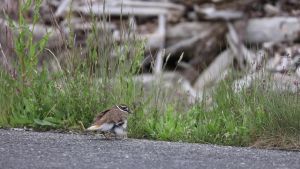 Cutest Killdeer Chicks You'll Ever See