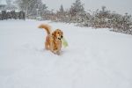 Dog in Snow image