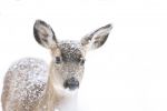 Snowy Deer image
