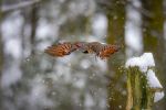 Northern Flicker in snow image