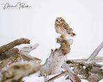 Short-eared Owl in Snow image