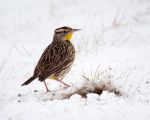 Western Meadowlark in snow image
