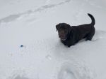 Dog in snow on North Whidbey image