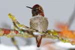 Hummingbird on Camano image