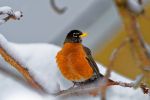 American Robin image