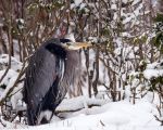 Great Blue Heron in snow image