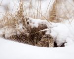 Short-eared Owls in snow image